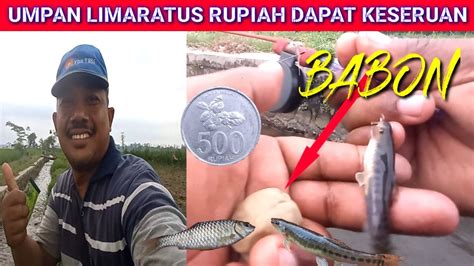 Umpan Mancing Wader Uceng Limaratus Sudah Seru Nutul Uceng Micro