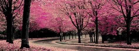 Magic Photo Fb Cover Photo Pink Nature With Images Cherry Blossom Wallpaper