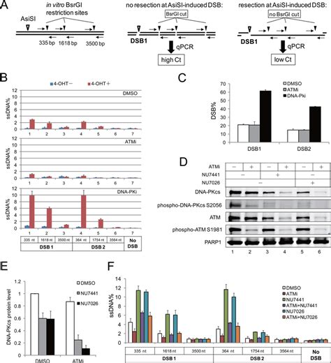 Chemical Inhibition Of DNA PK Stimulates DSB Resection In Human Cells