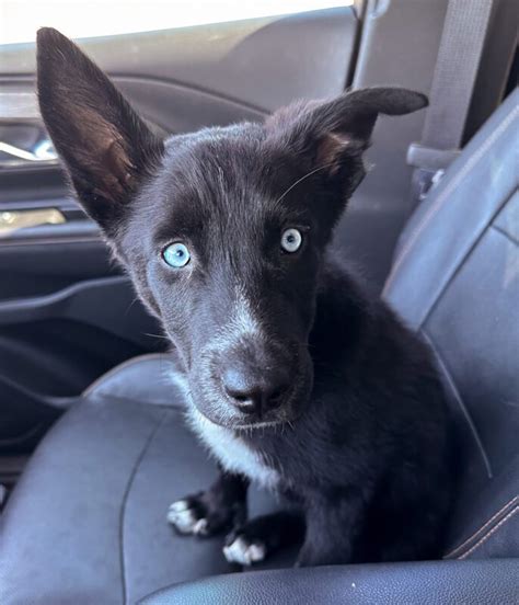 Cobweb Az Husky Rescue