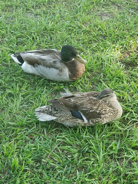 The Ducks Stock Image Image Of Park Green Daytime 163194181