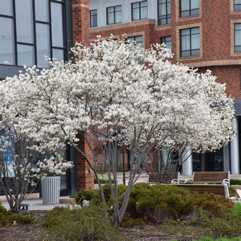 Autumn Brilliance Serviceberry Multistem | Platt Hill Nursery