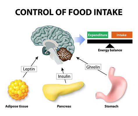 Leptin and Ghrelin: What They Are and How They Impact Health and Weight