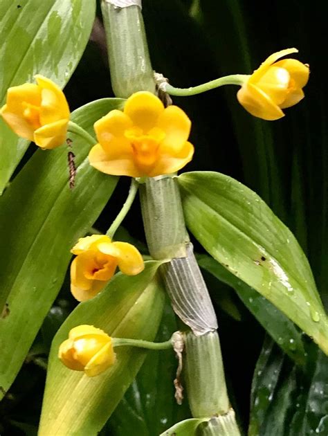 Plantfiles Pictures Species Orchid Dendrobium Golden Yellow Flowered