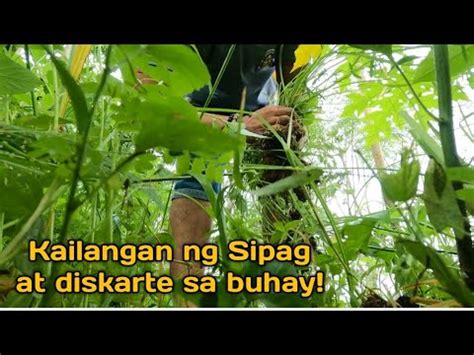 HANGGAT MAY BUHAY MAY PAG ASA PAG SPRAY AT PAG DAMO Minifarm Bukid