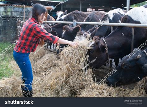 Asian Farmer Work Rural Dairy Farm Stock Photo 2250614585 Shutterstock