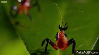 Kung Fu Mantis Vs Jumping Spider - Life Story - BBC on Make a GIF