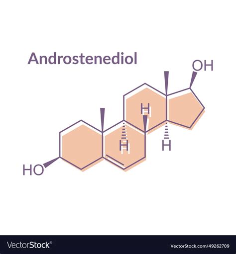 Androstenediol Structural Chemical Formula Vector Image