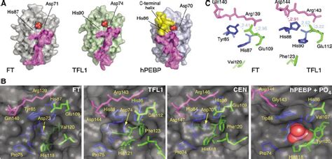 Details Of The Ligand Binding Sites And External Loop A Surface Download Scientific