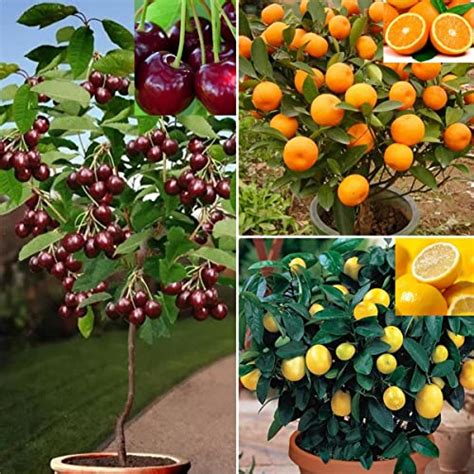 Grow a Bonsai Dwarf Cherry Tree - The Perfect Choice for a Miniature Garden