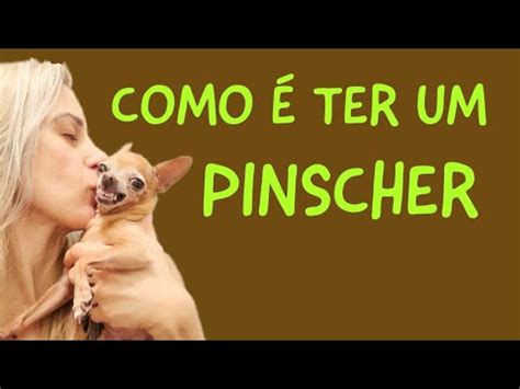 Como Ter Um Pinscher Youtube