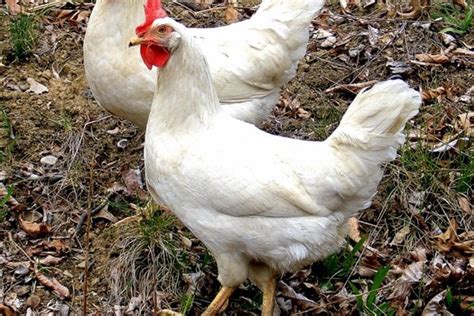 Gallinas Ponedoras: Las 5 mejores razas de gallinas ponedoras para la producción de huevos