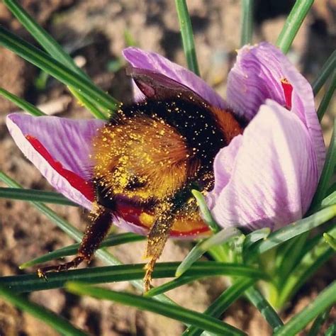 A Bee Autiful Photo From The Huon Valley In Tasmania Of A Bumble Bee