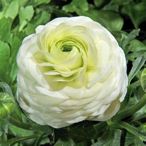 Ranunkel Wei Ranunculus X Asiaticus