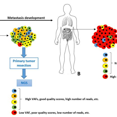 Schematic Representation Of Tumor Cells Heterogeneity And Evolution