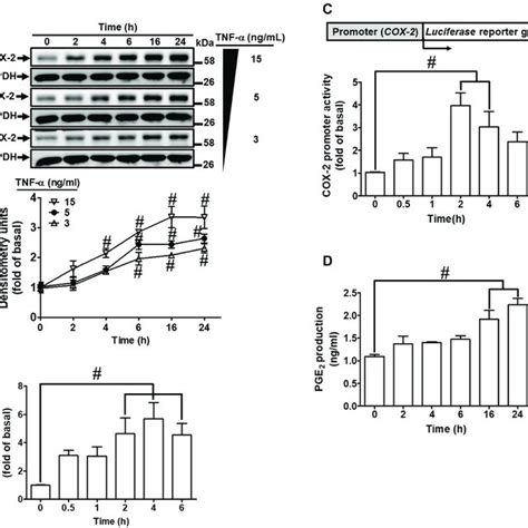 The Schematic Signaling Pathways Involved In Tnf α Induced Cox 2