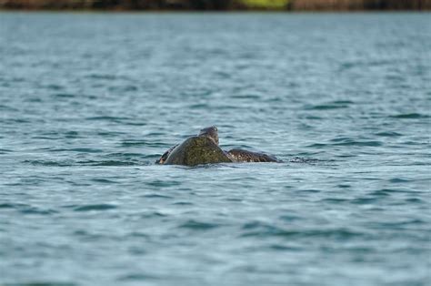 Dsc P Pacific Green Turtles Mating Julene Bailie Flickr