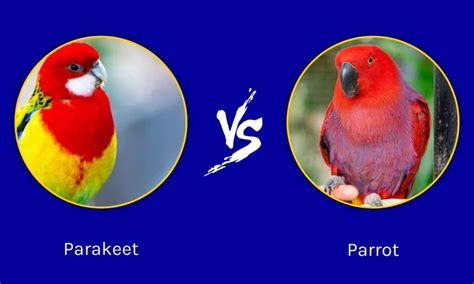 Parakeets VS Parrots: How To Tell Them Apart - A-Z Animals