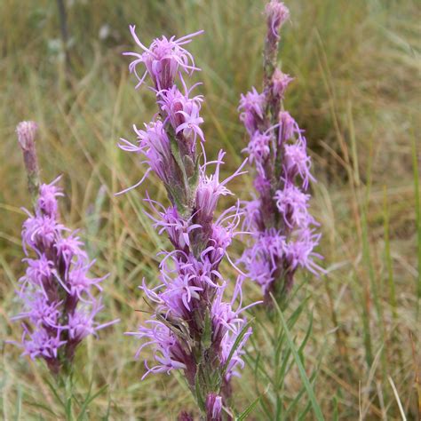 Buy dotted blazingstar seeds and grow wildflowers in your prairie