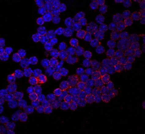 Cd Monoclonal Antibody Invitrogen G Unconjugated