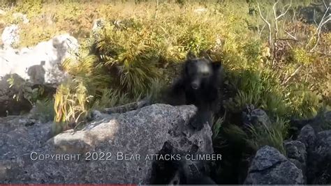 【映像】秩父の山中でクマに襲われた登山者の「死闘」｜ニューズウィーク日本版 オフィシャルサイト