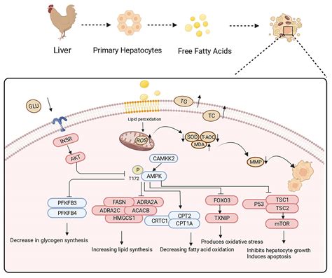 Metabolites Free Full Text Inhibition Of Hepatic Ampk Pathway Contributes To Free Fatty