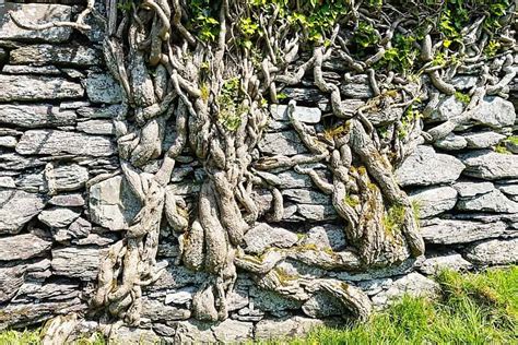 Ballycarbery Castle Am Ring Of Kerry Irland Highlights