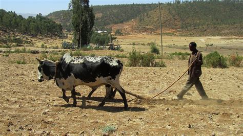 The Horn Of Africa States Islamic Finance Support For Agriculture