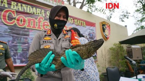 Polisi Bandara Soetta Gagalkan Penyelundupan Reptil Ilegal