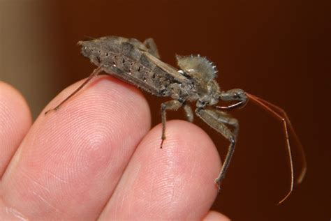 Wheel Bug Project Noah