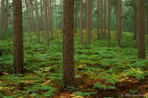 Old Growth, Red Pine Forest SNWR, Autumn | Rod Planck Photography