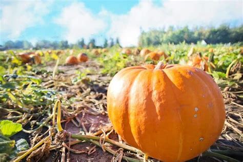 How To Grow Giant Pumpkins - Growing Gardening Tips | GARDENS NURSERY