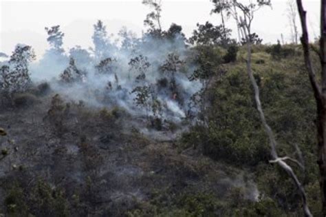 Pembakaran Hutan Terus Terjadi Di Barelang Antara News Kepulauan Riau