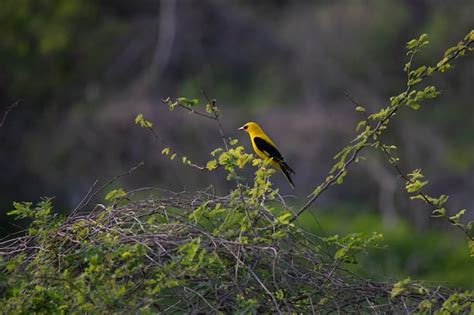 Premium Photo Indian Golden Oriole Male Bird Perched In A Tree