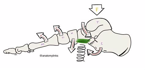 Spring Ligament Complex: Plantar Calcaneonavicular Ligament