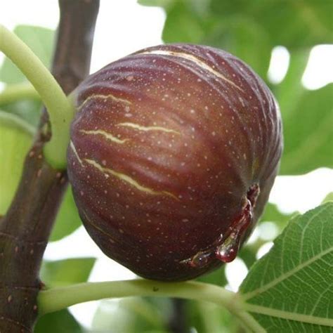 7 Of The Best Cold Hardy Fig Trees Gardener S Path Artofit