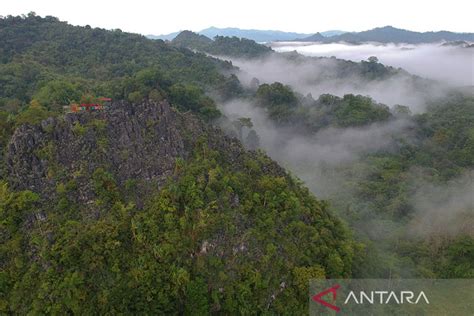 Bahlil Cabut 15 Izin Konsesi Kawasan Hutan ANTARA News