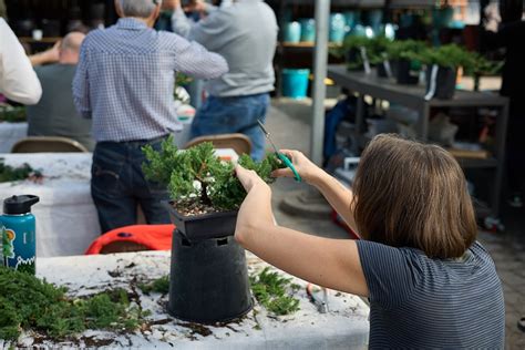 Introduction To Bonsai Workshops 2025 Minnesota Bonsai Society