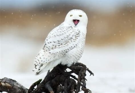 Fun Facts About Snowy Owls For Every Owl Enthusiast