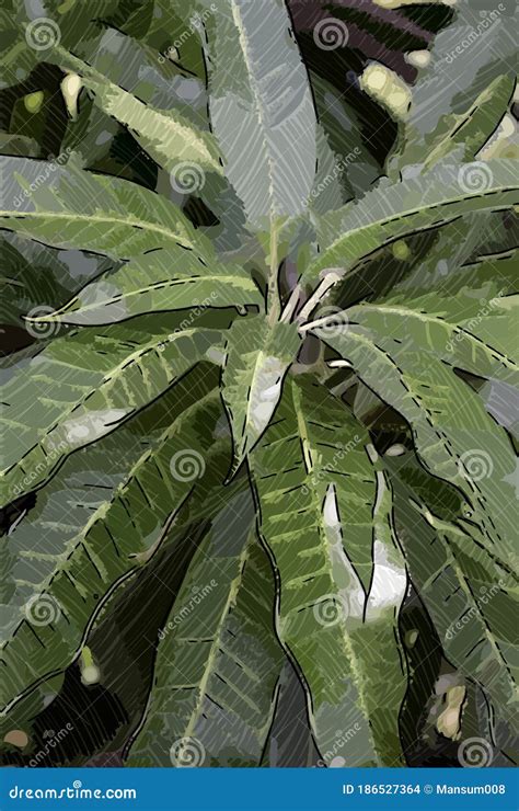 Color of mango leaf stock illustration. Illustration of organic - 186527364