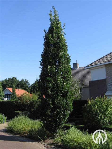 Quercus Robur Fastigiate Koster Pyramidal Oak Boomkwekerijen M