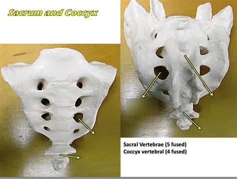 Sacrum Coccyx Diagram Quizlet