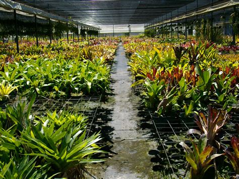 The Rainforest Garden Acres Of Bromeliads At The Tropiflora Fall Festival