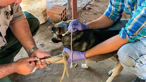 Noticia Hoy Vacunar N Contra La Rabia A Perros Y Gatos Frente Al