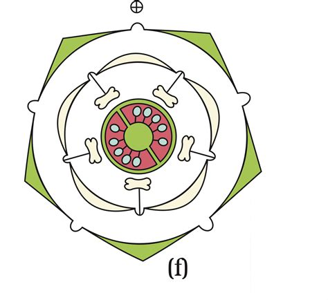 Botany How To Read A Floral Diagram Biology Stack Exchange