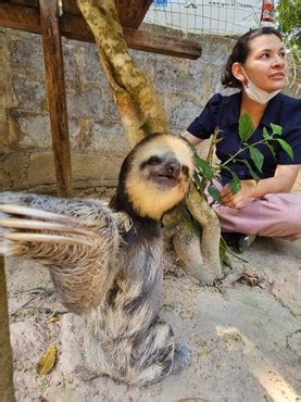 Centros de Triagem reabilitam e devolvem milhares animais silvestres à