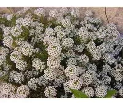 Semillas De Alyssum Maritimum Lobularia Aliso Flor La Tienda De Jorge