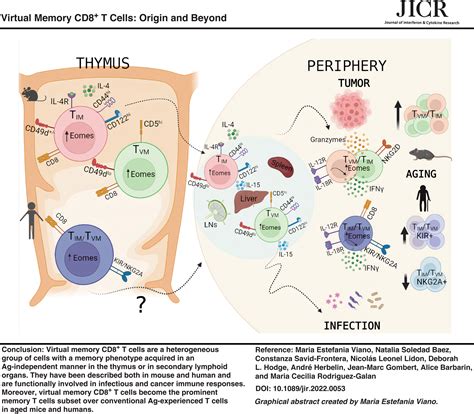 Understanding Virtual Memory Cd8 T Cells