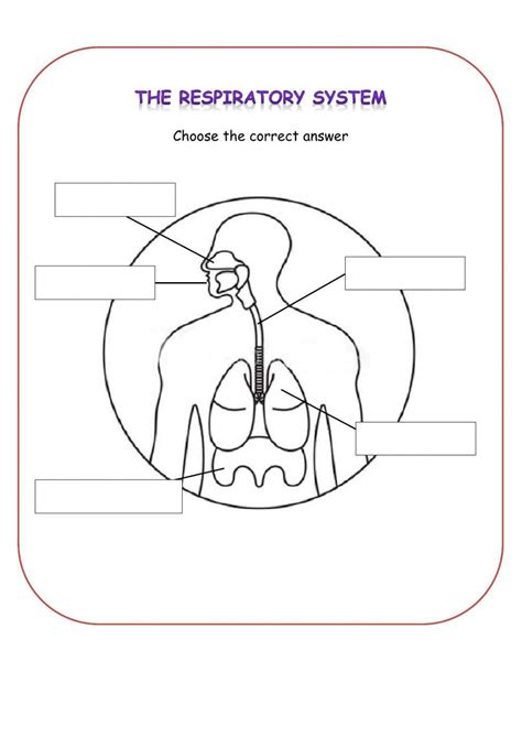 Respiratory System Online Exercise For Year 3 Live Worksheets