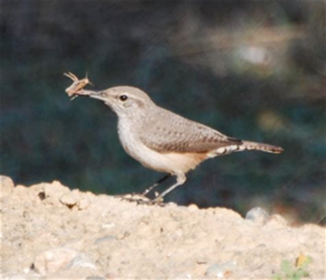 Rock Wren - facts, behavior, habitat, song & photos